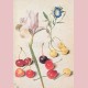 Cherries,Iris, Bindweed